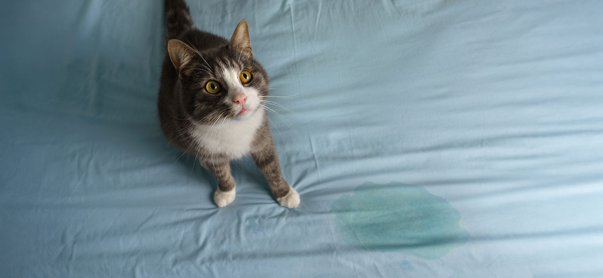 mi gato tiene incontinencia